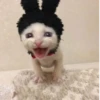 Más y más gatitos 13
