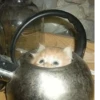 Más y más gatitos 14