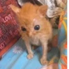 Más y más gatitos 15
