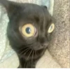 Más y más gatitos 16