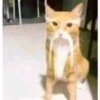 Gato barbudo