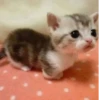 Más y más gatitos 17
