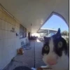 Más y más gatitos 18