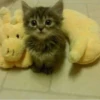 Más y más gatitos 19