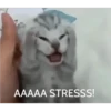 AAAAA STRESSS!