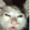 Más y más gatitos 21