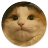 Stupid Cats 2 22