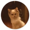 Stupid Cats 2 23