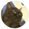 Stupid Cats 2 24