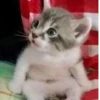 Más y más gatitos 22