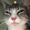 Más y más gatitos 23