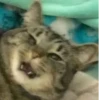 Más y más gatitos 24