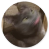 Stupid Cats 2 25