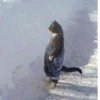 Más y más gatitos 26