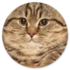 Stupid Cats 2 26