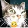 Más y más gatitos 27