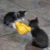 Aperto de gatinhos