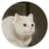 Stupid Cats 2 27