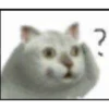 Gato confuso
