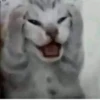 Más y más gatitos 28