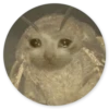 Stupid Cats 2 29