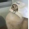 Más y más gatitos 29