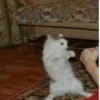 Más y más gatitos 30