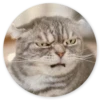 Stupid Cats 2 30