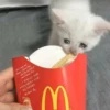 Sad and depressed cats 6