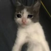 Sad and depressed cats 7
