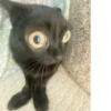 cats 5