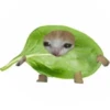 cats 6