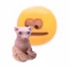 cats 7