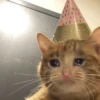 Sad and depressed cats 10