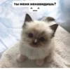 ты меня ненавидишь? Л