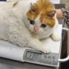 Sad and depressed cats 12