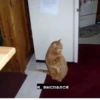 cats 10