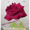 Flowers and Plants 5