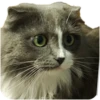 Merlin the CAT 8