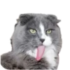 Merlin the CAT 9