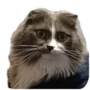 Merlin the CAT 10