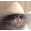 Sad and depressed cats 16