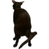 bro cat 6