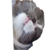 Merlin the CAT 11