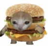 cats 17