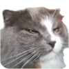 Merlin the CAT 12