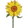Flores Amarillas 18