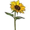 Flores Amarillas 19
