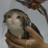Sad and depressed cats 18