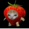 cats 18